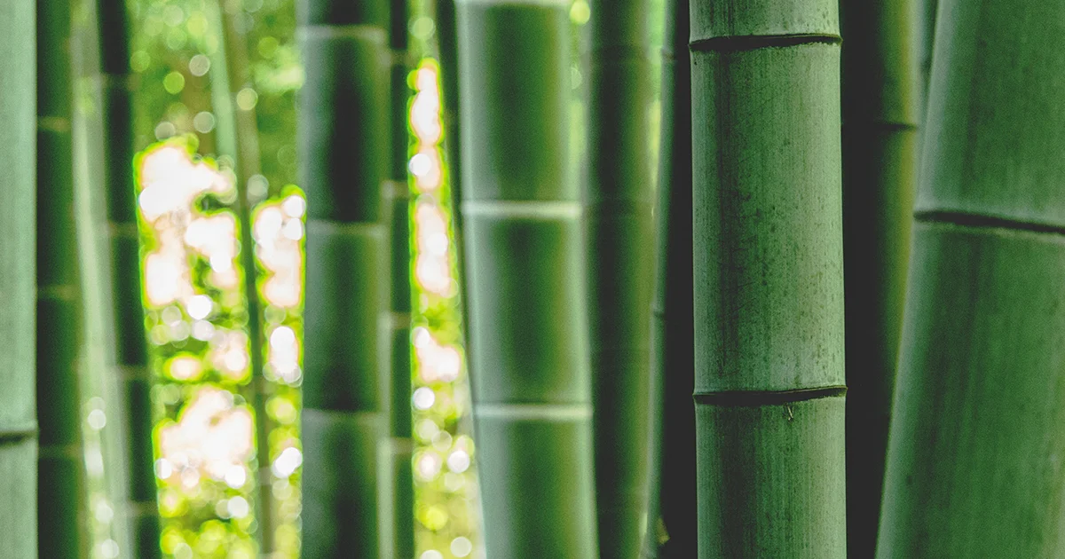 Use of Bamboo